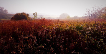 A view of the autumn meadow in the morning