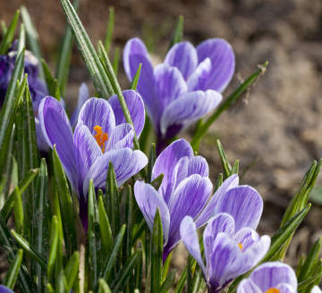 Crocus
