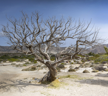 Dry Tree