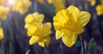 Yellow Daffodils in the Sun.