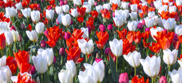 Blooming tulips in white and red. Growing flowers in the garden.