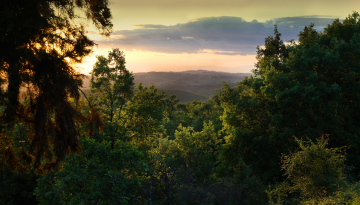 Forest in the morning