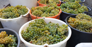 Harvested grapes