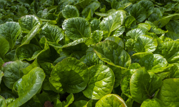 Bergenia green leaves. free photo