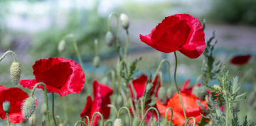 Red Poppies in the Garden stock photo
