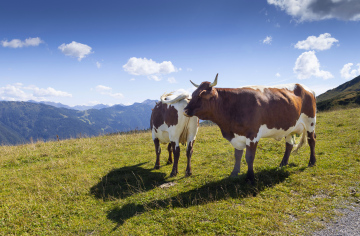 Cows grazing in the mountains