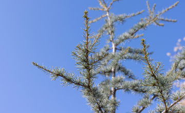 Cedar, branch with needles