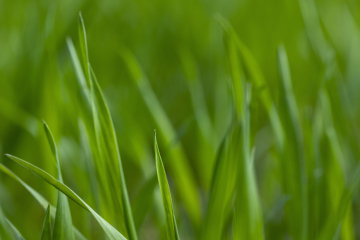Green grass on a blurred background, stock photo