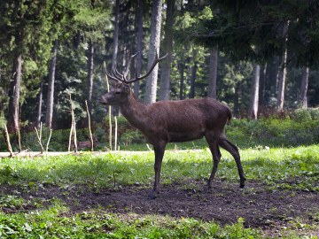 Deer In The Forest