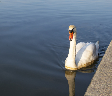 Swan on the Water