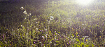 Meadow with Wild Vegetation