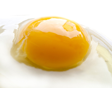 Egg Without Shell