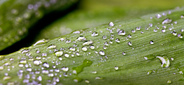 Droplets of dew on the leaf