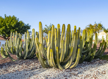 A group of cacti