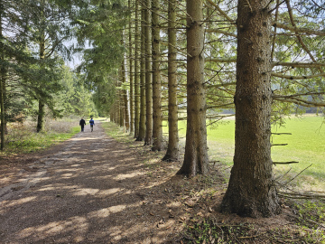 A walk along the path next to spruce trees