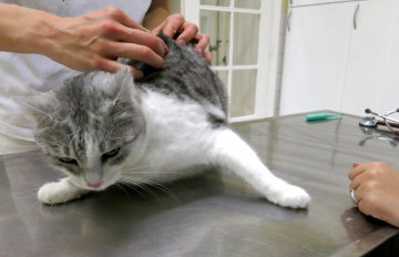 Cat at the Veterinarian