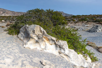 Rock and Poor Vegetation of Crete