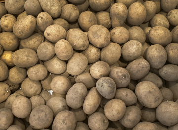 Potatoes for storage