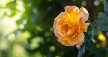 Orange rose flower in the sun