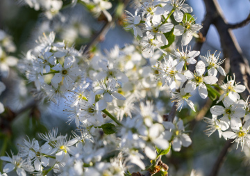 Bird Cherry