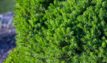 Conica spruce, fresh spring growths stock photo