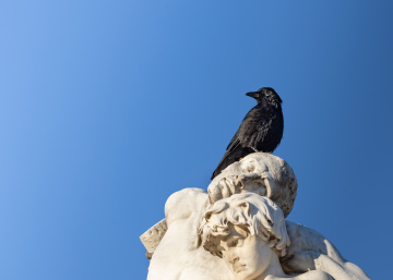 Black Crow on the White Statue