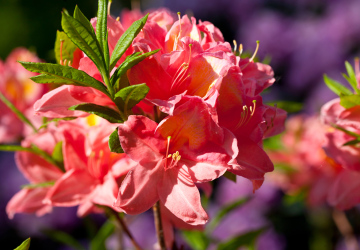 Azalea Salmon