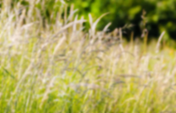Blurry background, wild grass in the meadow, natural landscape