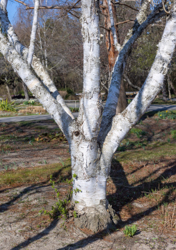Birch trunk, deciduous tree