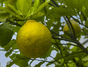 Citrus fruits on the tree