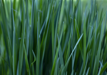 Grass with Hard Blades