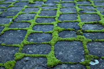 Green moss on cobblestones
