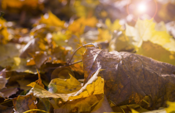 Autumn, colorful leaves, rays of the sun