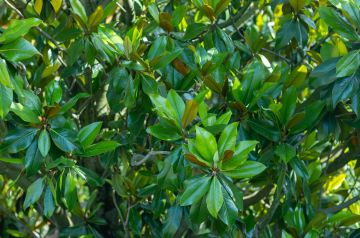 Evergreen deciduous shrub