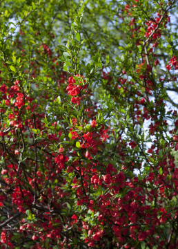 Blooming Quince Tree