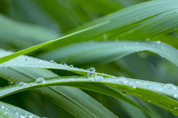 Drops of Dew on the Grass