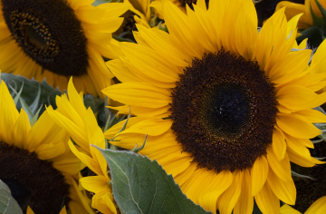 Sunflower Flowers