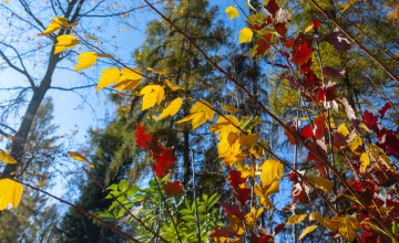 Autumn Leaves on shrubs