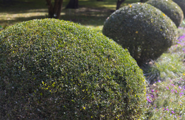 Boxwood, bushes in the park