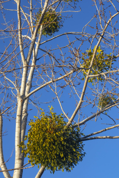 Mistletoe on Tree Branches