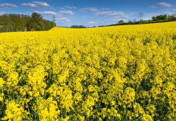 Blooming rapeseed in a cultivated field