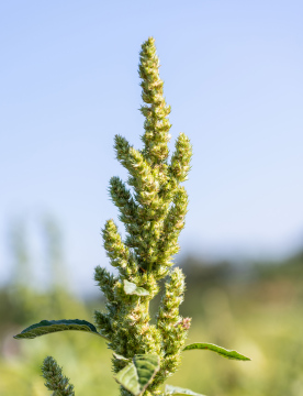 Coarse scarlet weed