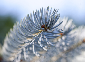 Silver Spruce needles