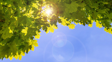 Green maple leaves against the blue sky