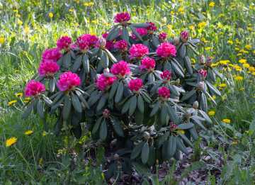 Blooming Rhododendron
