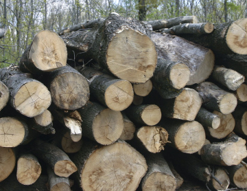 Cut Wooden Logs