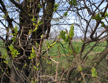 Young Leaves on Bushes