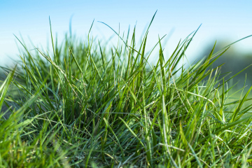 Natural Clump Of Grass