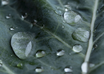 Water drops on the leaf