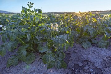 Growing Potatoes, arable land